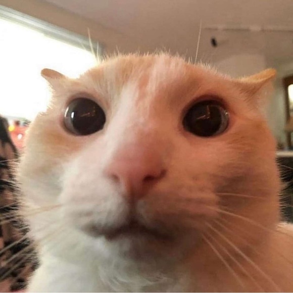 Meet your Posher, Mark - Picture 1 of 1